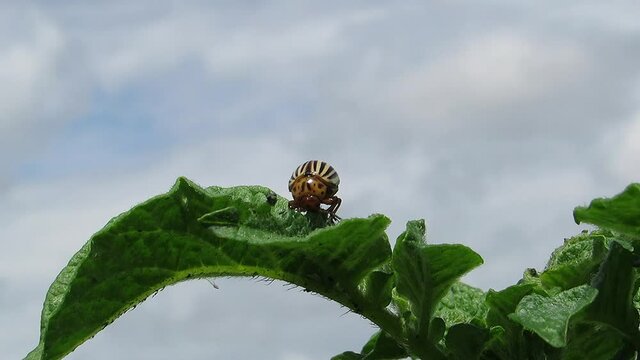 Colorado potato beetle eating green potato leaves