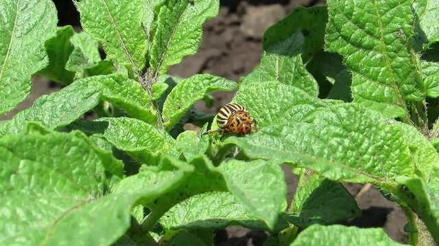 Leptinotarsa decemlineata Colorado potato beetle eating potato leaves