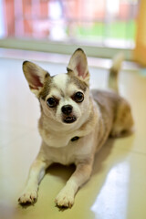 The dog is looking at the owner to see what to eat.