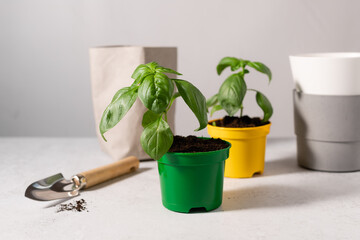 green basil seedlings and garden accessories against a gray wall. Gardening concept