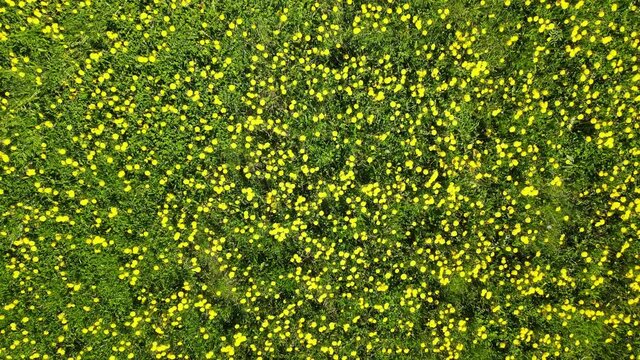 Top down view of yellow dandelions field. Spring rural landscape. Aerial footage from flying drone. Camera moving up.
