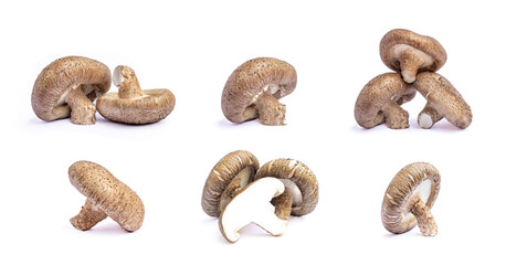 Collection of shiitake mushroom isolated on White background