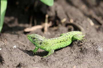 Naklejka na ściany i meble Full length green sand lizard (Lacerta agilis Linnaeus). Selective focus.