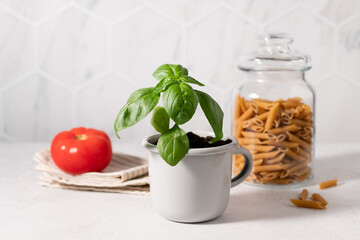 Potted basil plant in metal mug, pasta in glass container and tomato on kitchen table. Italian cuisine concept. Home gardening. copy space