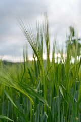 Detailaufnahmen von Weizen