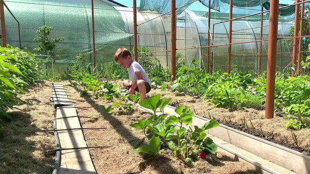 Boy harvests strawberries on a summer day outdoors. 
