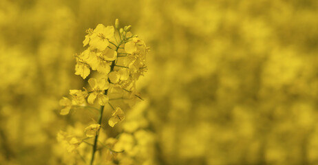 Beautiful rapeseed flower on a yellow blurred background. Banner.