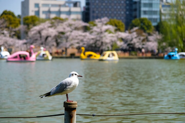 東京都台東区 春の上野公園とユリカモメ