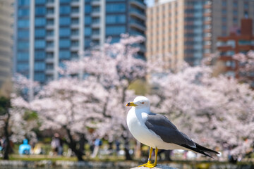 Obraz premium 東京都台東区 春の上野公園とウミネコ