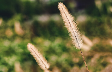 Foxtail Flower Drying Out in Fall Months