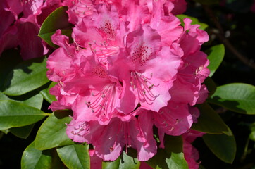 pink rhododendron