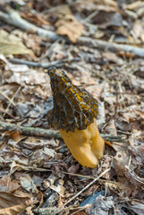 Stinkhorn Mushroom in the Forest