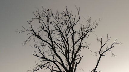 Fototapeta na wymiar crows sit on the branches of a dry tree without leaves against a blue sky