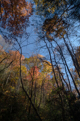 Autumn Color, Southern Appalachian Mountains