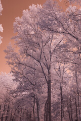 InfraRed Image, Trees and Sky