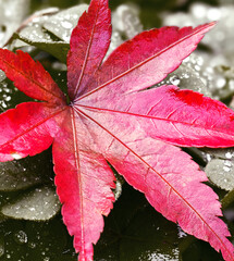 Bold Red Maple Tree Leaf on a Matte Black Background