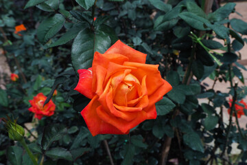 Orange roses in full bloom on the branches of the garden.