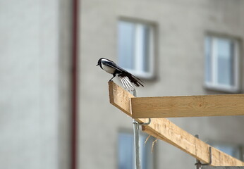 Eurasian magpie or common magpie, Pica pica in Latin, sits on wodoen contrsction