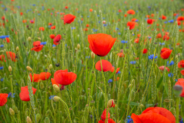 meadow covered with grass and poppies.