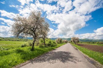 Obraz premium road that passes near the countryside. Trees field near the road in summer day sky with clouds.