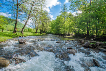 stormy river flowing near the forest on a background of mountains in the summer day. nature landscape.