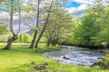 river flowing near the forest on a background of mountains in the summer day. nature landscape.