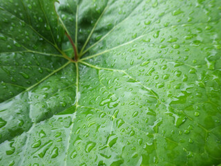 雨に濡れるツワブキの葉