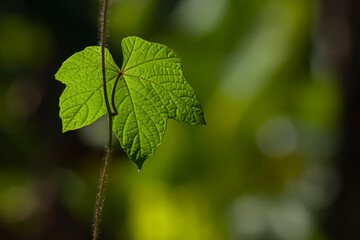 a green leaf for background