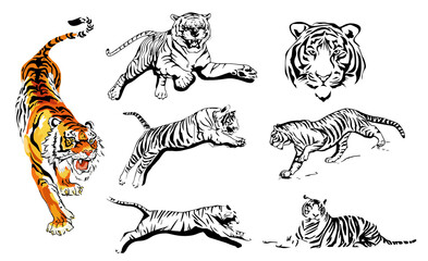 Tiger vector. The symbol of the new year 2021. Hand-drawn images of a tiger in different poses.