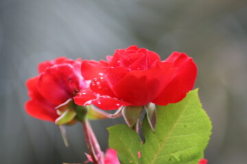 red rose with water drops