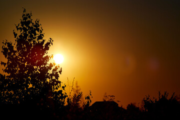 Black silhouette of a foliage of birch tree growing on the summer sunset.