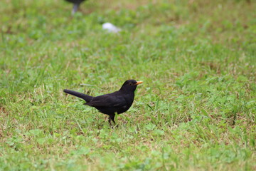 crow on the grass