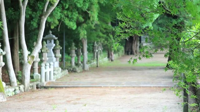 積田神社の参道　風ぬ揺れるカエデ（三重県名張市）