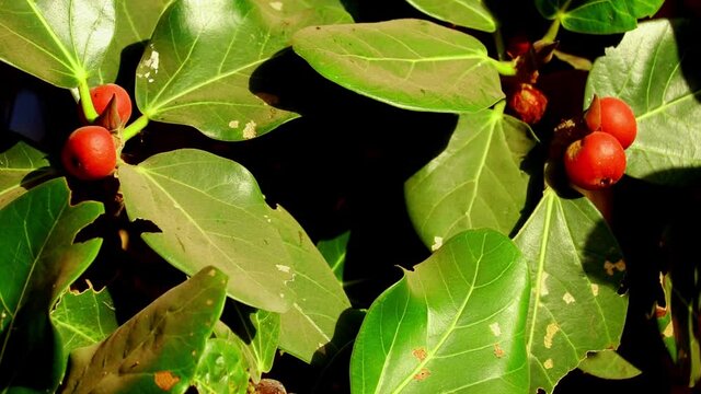 Fruit of Ficus benjamina on the tree,Banyan fig tree fruit closeup (Ficus benghalensis,
