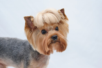 Close-up of a Yorkshire Terrier on a white background side view
