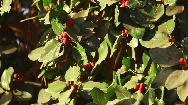 beautiful red baneya Tree,Green Leaves of Banyan tree with red fruits,