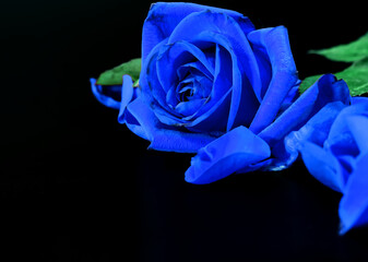 Blue Rose on a Black Background