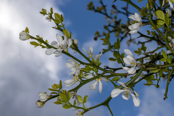 Flowering of trifoliate orange, poncirus trifoliata, citrus trifoliata in the spring garden