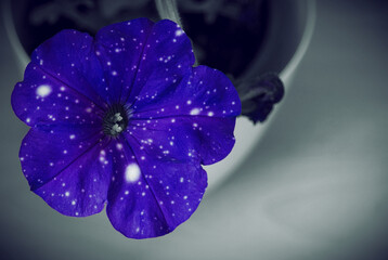 purple flower Petunia, night sky blue Petunia, interesting color as the night sky with stars, or space, selective one color, with white dots blue Petals, big blooms