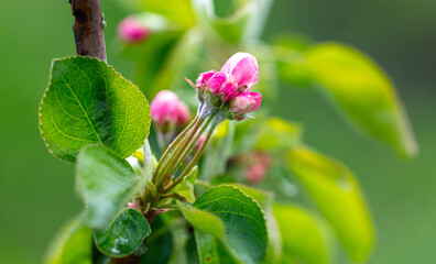Flowers on an apple tree in spring.