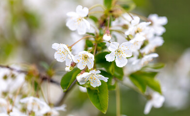 Obraz premium White flowers on a cherry tree.