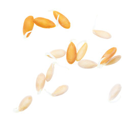 Sprouted melon seeds isolated on white background.