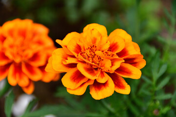 マリーゴールドのオレンジの花（埼玉県/5月）