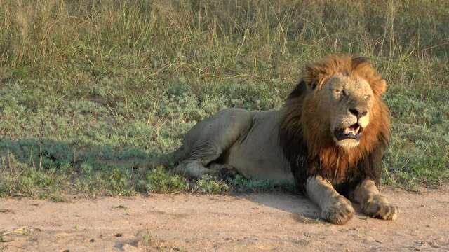 Male lion relaxedly laying on the ground with the sun lighting its face