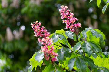 Aesculus pavia, known as red buckeye or firecracker plant, is a species of deciduous flowering plant of the genus Sapindaceae. Red chestnut blossoming tree in spring on blurred natural background.