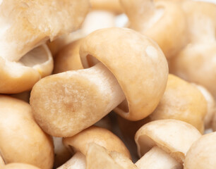 Close-up of porcini mushrooms as background.