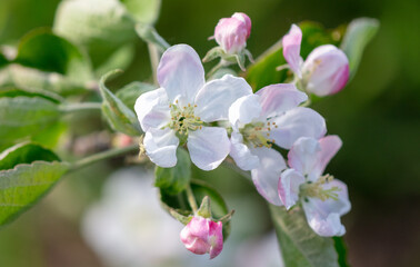 Flowers on the branches of an apple tree in spring.