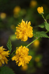 Japanese Rose Kerria Japonica Yellow Flowers