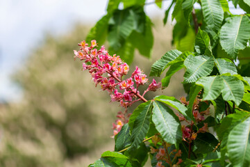 Aesculus pavia, known as red buckeye or firecracker plant, is a species of deciduous flowering plant of the genus Sapindaceae. Red chestnut blossoming tree in spring on blurred natural background.