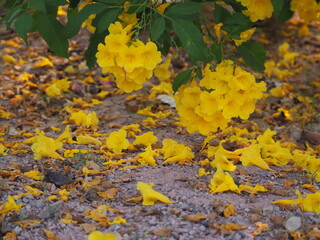 yellow flowers scattered on the ground. ellow elder, Trumpetbush, Trumpetflower, Yellow...